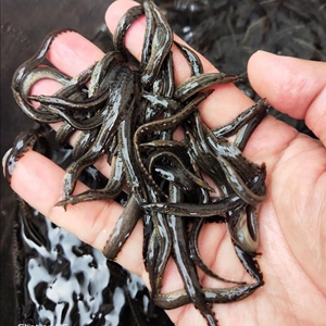 中华刺鳅鱼苗水花刺鳅淡水刀鳅苗食用养殖沙鳅鱼观赏钢鳅刀鳅鱼苗