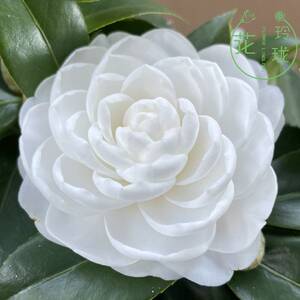 白玉丹茶花盆栽树苗花卉纯白色山茶带花苞年宵绿植名贵东方亮茶花