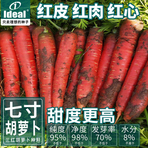 三红七寸胡萝卜种子籽种水果红胡萝卜春秋冬四季蔬菜农家种孑甜脆