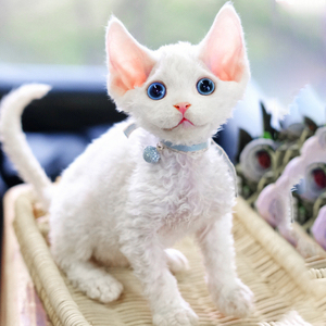 德文卷毛猫纯血统幼猫黑白蓝眼不掉毛精灵耳家养活体宠物可爱猫咪