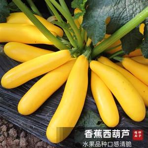 香蕉西葫芦种子圆形黄西胡芦大全四季南方蔬菜种籽秧家庭阳台小院