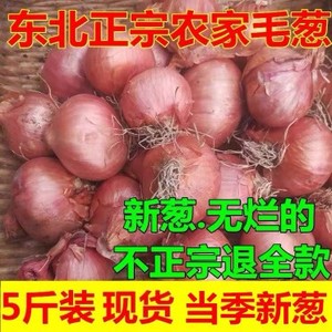 2023新东北特产笨小毛葱新鲜蔬菜小葱头鬼子葱小洋葱红葱头干毛葱