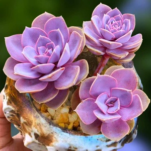 紫珍珠纽伦堡多肉植物组合盆栽多头群生大颗大型萌肉肉新手好养