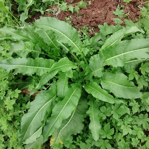 现挖新鲜土大黄杨铁叶子根野菠菜羊蹄叶根牛舌草血三七