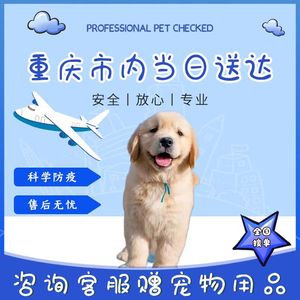 纯种金毛幼犬赛级宠物狗狗活幼体小狗动物活的活物真狗中大型