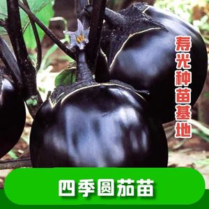 圆茄子苗高产快茄幼苗黑紫色特大茄苗种子口感好四季种植蔬菜秧苗