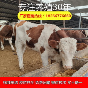 西门塔尔牛活牛小牛犊3-6个月母牛活体肉牛犊子牛仔活苗养殖技术