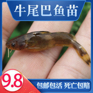 牛尾巴鱼苗淡水好养耐活本地稀有高档稀奇古怪名贵小型食用鱼