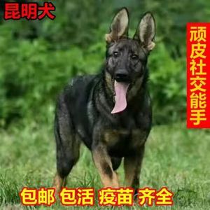 昆明犬幼犬活体短毛巨型昆明犬大型看家护院狼狗幼崽昆明狼犬小狗