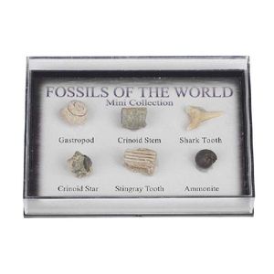 Genuine Marine Animals and Plant Fossils Well-preserved