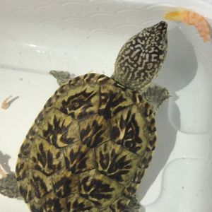 墨西哥蛋龟龟蛋(体验孵化乐趣)龟深水龟小乌龟活体宠物龟包出壳