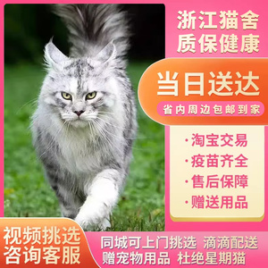 浙江猫舍纯种缅因幼猫银虎缅因猫大脚缅因巨型猫烟灰色宠物缅因猫