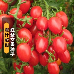 超甜瀑布小番茄种籽圣女果西红柿种子苗孑千禧四季盆栽蔬菜苗阳台