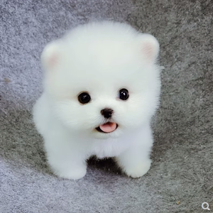 无偿领养纯种博美幼犬茶杯犬长不大俊介小型犬俊介幼犬白色宠物狗