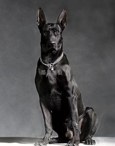 纯种原版黑狼犬幼犬国产神犬巨型看家护卫纯黑色豹系墨界狼狗活体