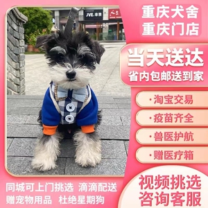 纯种雪纳瑞幼犬飞耳迷你小体雪纳瑞椒盐色黑银色白色宠物狗活体