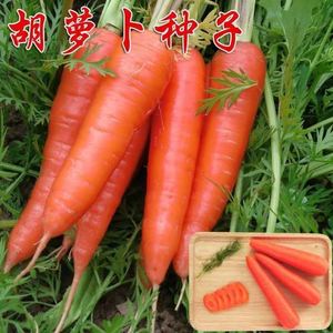 高产中华红参红胡萝卜种子大红袍种籽葫芦卜种籽庭院种植蔬菜种孑