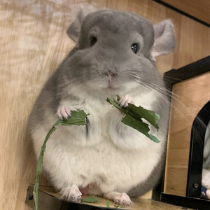 龙猫活物送笼子活体幼崽送笼活长毛公仔带笼北京已打疫苗卷毛宠物