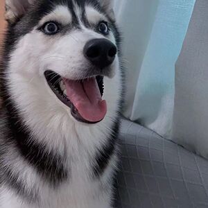 哈士奇幼犬纯种活物金毛犬拉布拉多泰迪犬小型比熊茶杯犬宠物狗狗