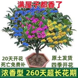 桂花树苗盆栽四季桂金桂浓香型室内植物庭院黄金大树盆景地栽花卉