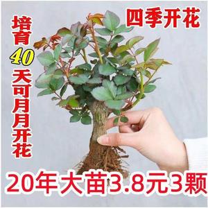 (买一发三)玫瑰花苗四季开花室内外绿植盆栽花卉阳台观花植物