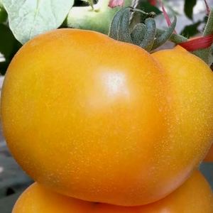 黄色大西红柿种子沙瓤大黄柿子种子老品种西红柿阳台盆栽蔬菜种子