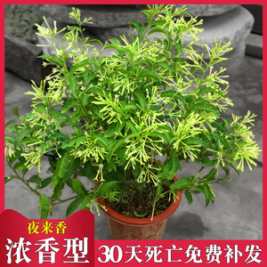 夜来香花树苗盆栽 老桩 苗室外阳台浓香型花卉【驱蚊植物】