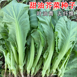 建南甜油芥菜种子介菜菜种四季青菜籽种大肉甜芥菜种籽蔬菜种孑