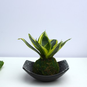 哈尼虎皮兰苔藓球/桌面办公室防辐射耐旱小植物富贵美好绿植花卉