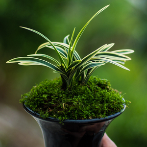 达摩兰花矮种金边西施冠兰花苗带花苞兰草盆栽种子花卉植物中透艺
