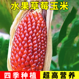 高营养【草莓玉米种子】高产生吃蔬菜水果庭院阳台盆栽菠萝玉米籽