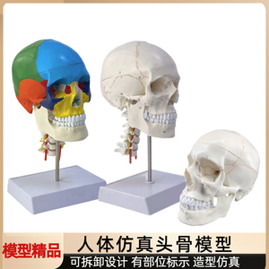 成人1：1头颅骨解剖标本 医学仿真人体头骨模型 可拆卸彩色骷髅头