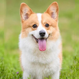 汪汪救援玩具套装狗狗系列队瞭望塔回力车大巴士六一益智儿童礼物