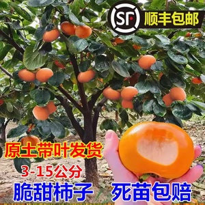 无核脆甜柿子树苗特大带土南方北方种植庭院盆栽地栽阳台黑柿果树