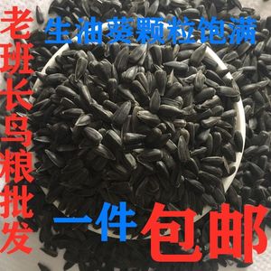 生油葵小瓜子鸟粮食黑珍珠小瓜子油葵 鹦鹉鸟食小黑瓜子鸽粮5斤包