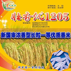 壮香优1205高产杂交丝苗米水稻种子一级长粒香米水稻谷种泰国香米