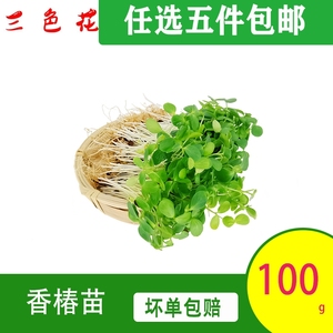 新鲜蔬菜 香椿苗100g 芽苗菜 可食用苗菜 西餐摆盘装饰点缀