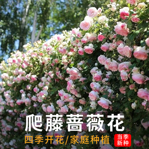 爬藤蔷薇花种子四季开花重瓣大花藤本月季爬墙庭院阳台玫瑰花种籽