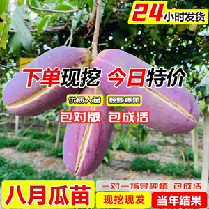 无籽八月瓜树苗野生八月炸瓜苗南北方四季种植爬藤果树苗当年结果