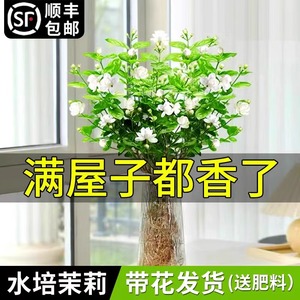 茉莉花水培植物盆栽花苗带花苞室内鲜花绿植水养花卉栀子花好养活