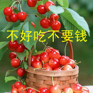 中华本地恩桃国产孕妇酸甜水果新鲜小樱桃正宗水晶土樱桃黄草樱珠