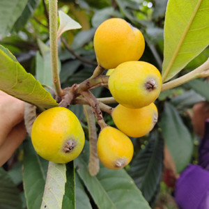 802人付款淘宝黄枇杷干原味无添加产地直发野生琵琶干果泡水喝水果茶