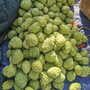 牛奶新鲜广东水果现摘释迦果5斤现货海南大果云南树上熟包邮释迦