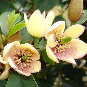 含笑花盆栽花卉芳香浓郁开花四季室内外阳台客厅庭院树苗老桩花草