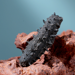 参博士淡干海参500g獐子岛辽宁海参孕妇50头大连野生海参干货礼盒