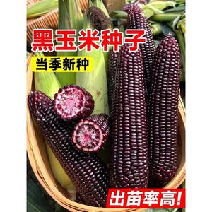 珍珠糯8号黑玉米种孑超甜水果玉米种子高产香脆甜糯糯米紫玉米种