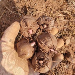 正宗四川魔芋球高产小磨芋四季种植脱水消毒花魔芋球小个的魔域种