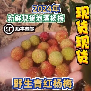杨梅泡酒专用野生酸杨梅现摘青红果新鲜水果2024新鲜杨梅鲜果泡酒