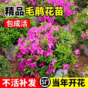 毛杜鹃夏娟毛鹃花苗工程绿化苗木毛娟小苗花庭院花坛开花植物树苗