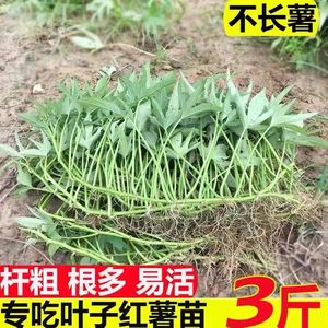 吃叶红薯叶苗食叶型地瓜叶广西食用番薯苗种子红苕叶四季专吃叶子